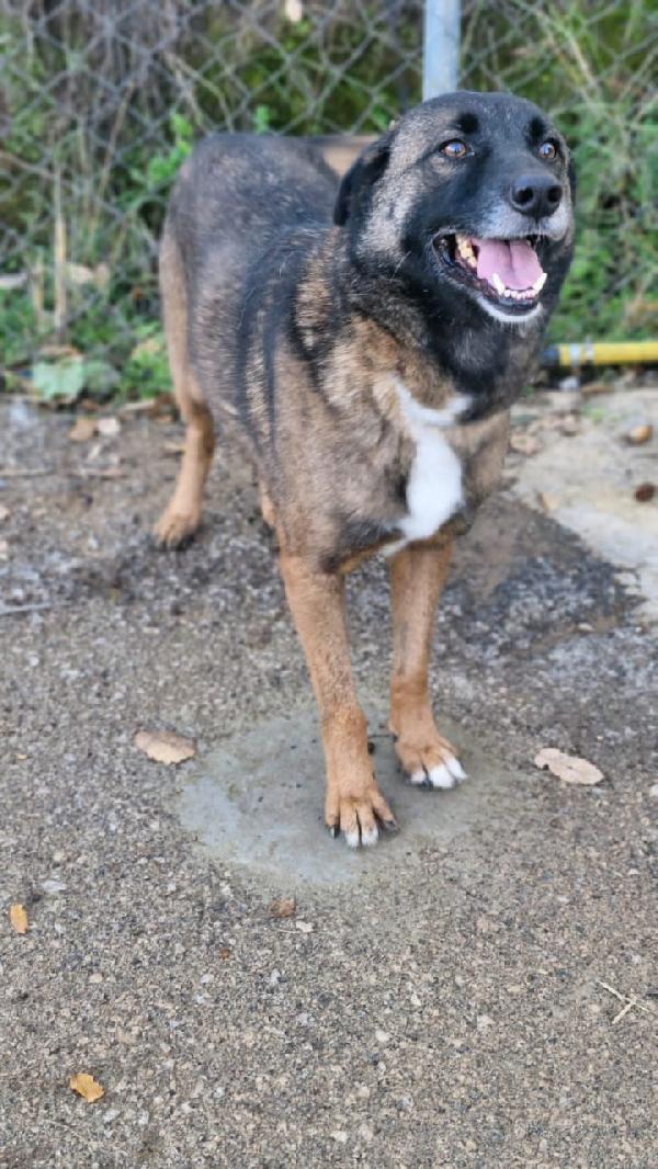 Carrie, simil Pastore del Caucaso Foto 4